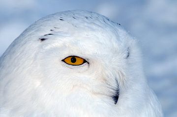 Sneeuwuil van Paul van Gaalen, natuurfotograaf