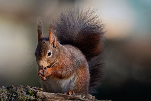 Squirrel