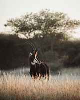 Zeldzame Sabelantilope in Namibië