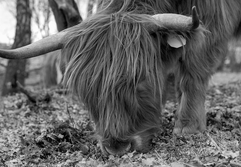Scottish Highlander black white by Ton Tolboom