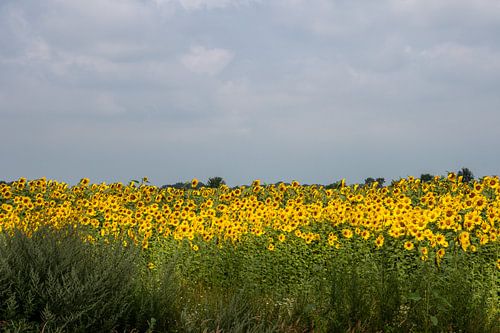 Goudgele grote zonnebloemen in het veld met een blauwe lucht