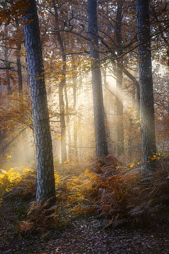 het bos in herfstkleuren