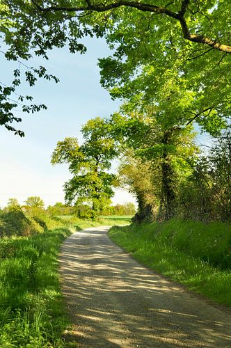 Landweg met eikenbomen