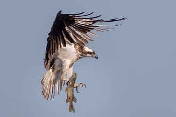 osprey von Han Peper