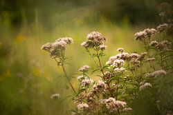Märchenhafte Blumen