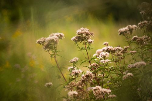 Sprookjesachtige bloemen