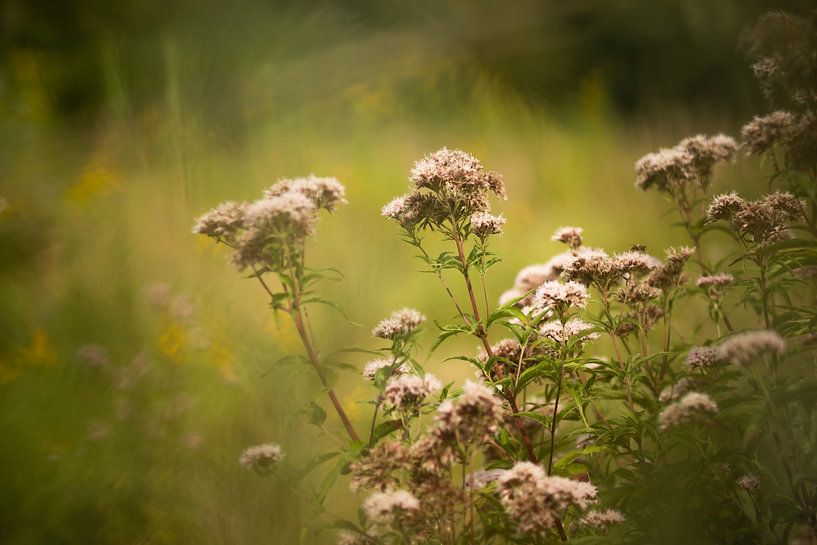 Fairytale flowers by Mariette Kranenburg
