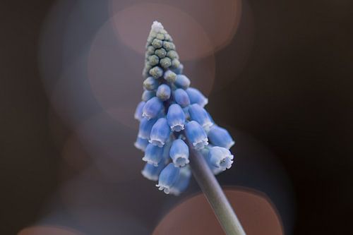 bokeh blue grape hyacinth