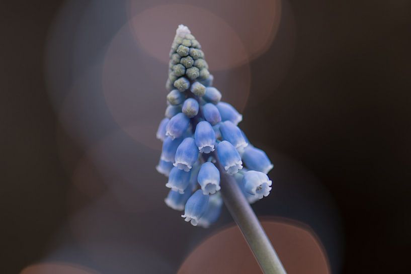 jacinthe de raisin bleu bokeh par Tania Perneel