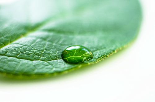 Water drop on a green leaf