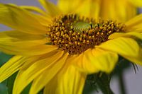 Seitenansicht des Pollens einer Sonnenblume hautnah