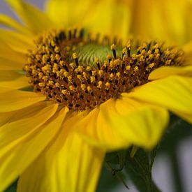 Seitenansicht des Pollens einer Sonnenblume hautnah von Charlotte Serrarens