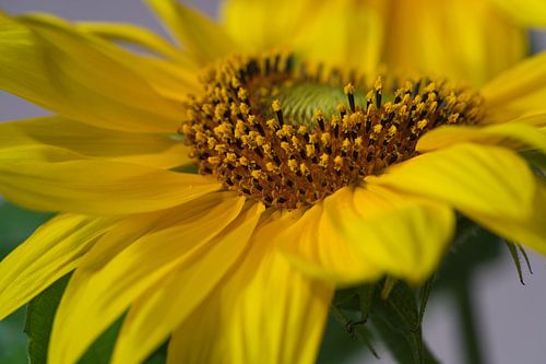 Close up zijaanzicht van de stuifmeeldraden van een zonnebloem