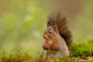 Squirrel by Tanja van Beuningen