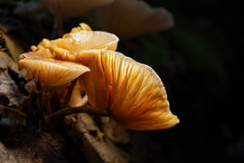Champignon de porcelaine baigné d'une lumière dorée | Photographie de nature en forêt