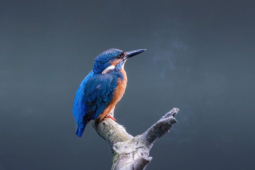 Kingfisher male by Janny Beimers