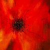 Mohnblume von annemiek art