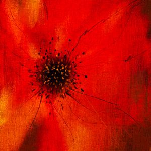 Mohnblume