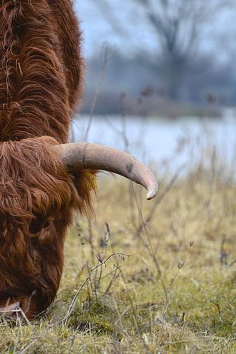 Grazing Scottish Highlander