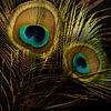 Auge des Pfaus, Pfauenfeder. von SO fotografie