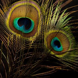 Eye of the peacock, peacock feather. by SO fotografie