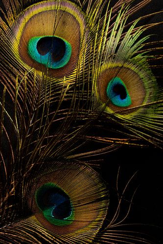 Auge des Pfaus, Pfauenfeder. von SO fotografie