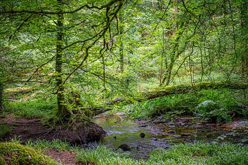 ruisseau dans la forêt sur Hanneke Luit