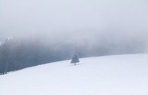 single spruce tree on snow hill sur Olha Rohulya