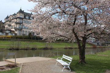 Blühender Baum an der Saale mit Hotel in Bad Kissingen