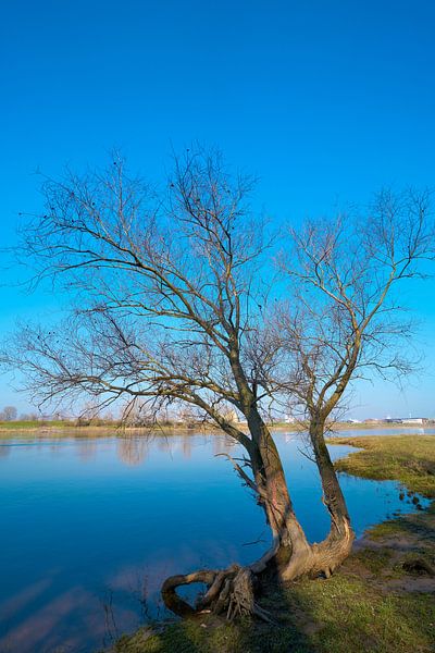 Weide am Ufer der Elbe bei Magdeburg von Heiko Kueverling