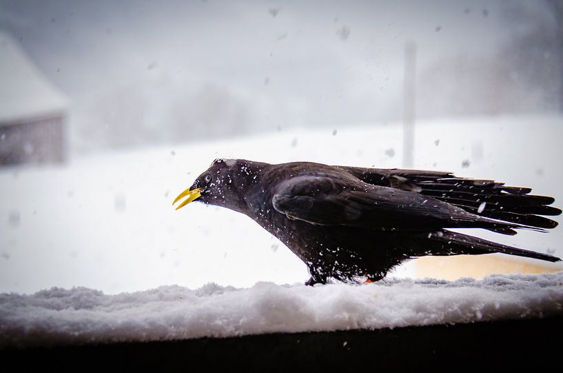 Alpendohle im Winter von Nicc Koch