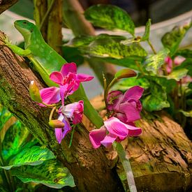 Une faune et une flore colorées sur JustPictures_bySven