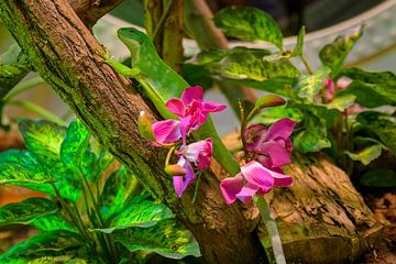 Farbenprächtige Fauna und Flora von JustPictures_bySven