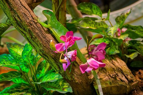 Colourful flora and fauna