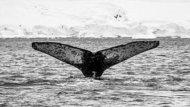 The fluke of the humpback whale by Roland Brack