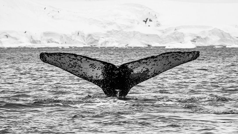 The fluke of the humpback whale by Roland Brack