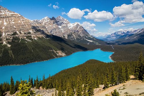Le Lac Peyto bleu vif au Canada