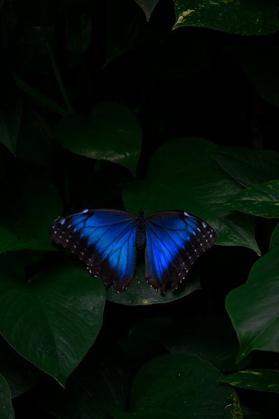 Fragile Beauty: Blauer Schmetterling auf grünem Blatt. von angelo adriaenssens