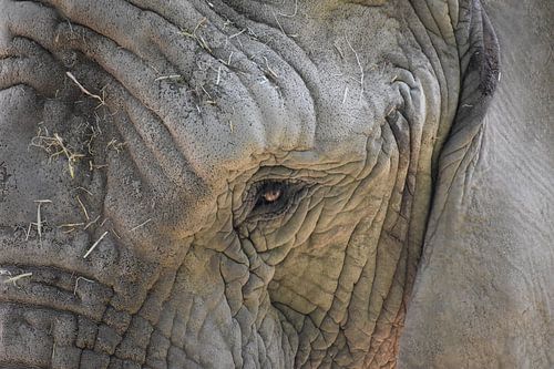 Olifant close up
