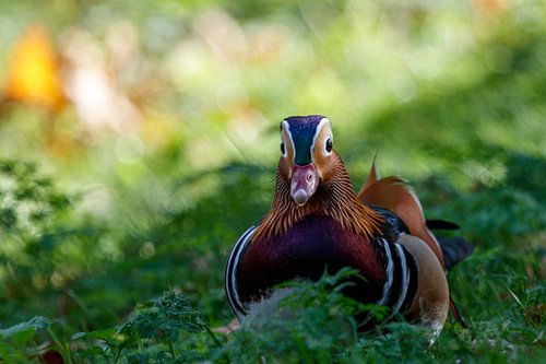 Canard à la mandarine