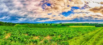 Vineyard panorama