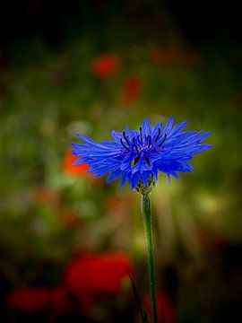 Kornblume – Fine Art Makrofotografie in Blau