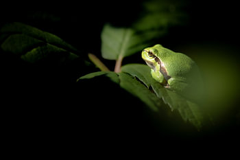 rainette cachée dans les feuilles