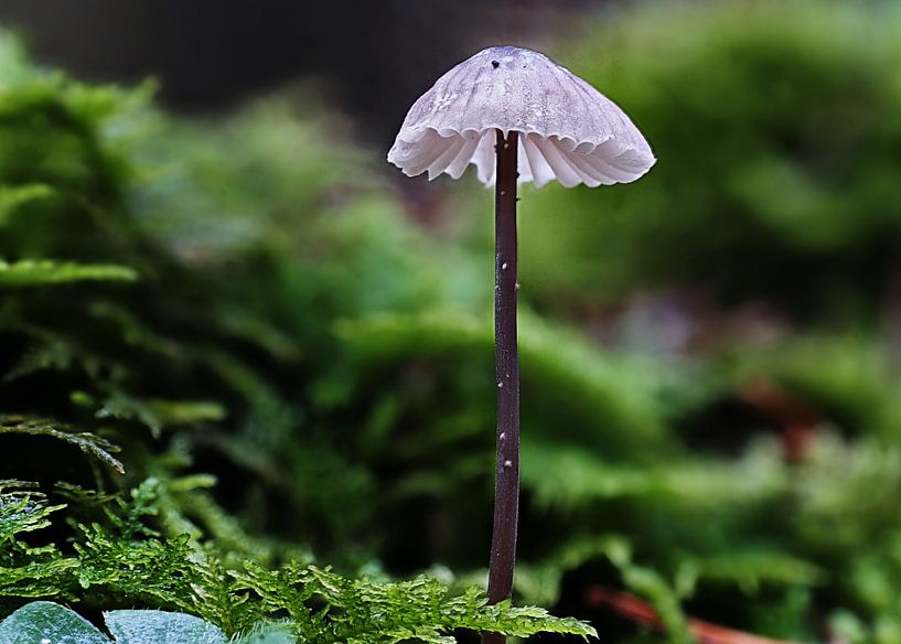 Macro image of a small fungus by Christian Mueller