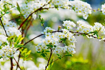 White spire blossoms in spring by Ivonne Fuhren-van de Kerkhof