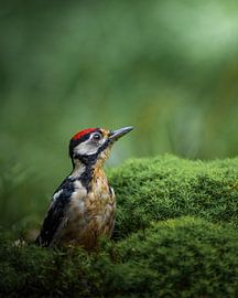 Great Spotted Woodpecker in the moss by Tom Zwerver