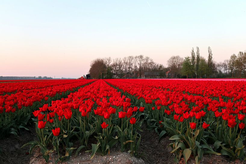 Tulpen von Jan Albada