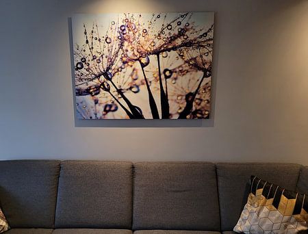 Dandelion Colour spectrum