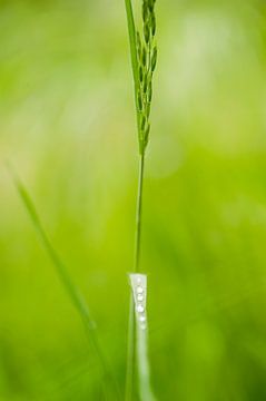 Een enkele gras stengel macro close-up met ochtend dauw druppels in een veld in de zomer van John Quendag