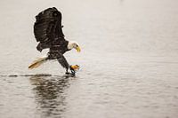 White-tailed eagle in flight
